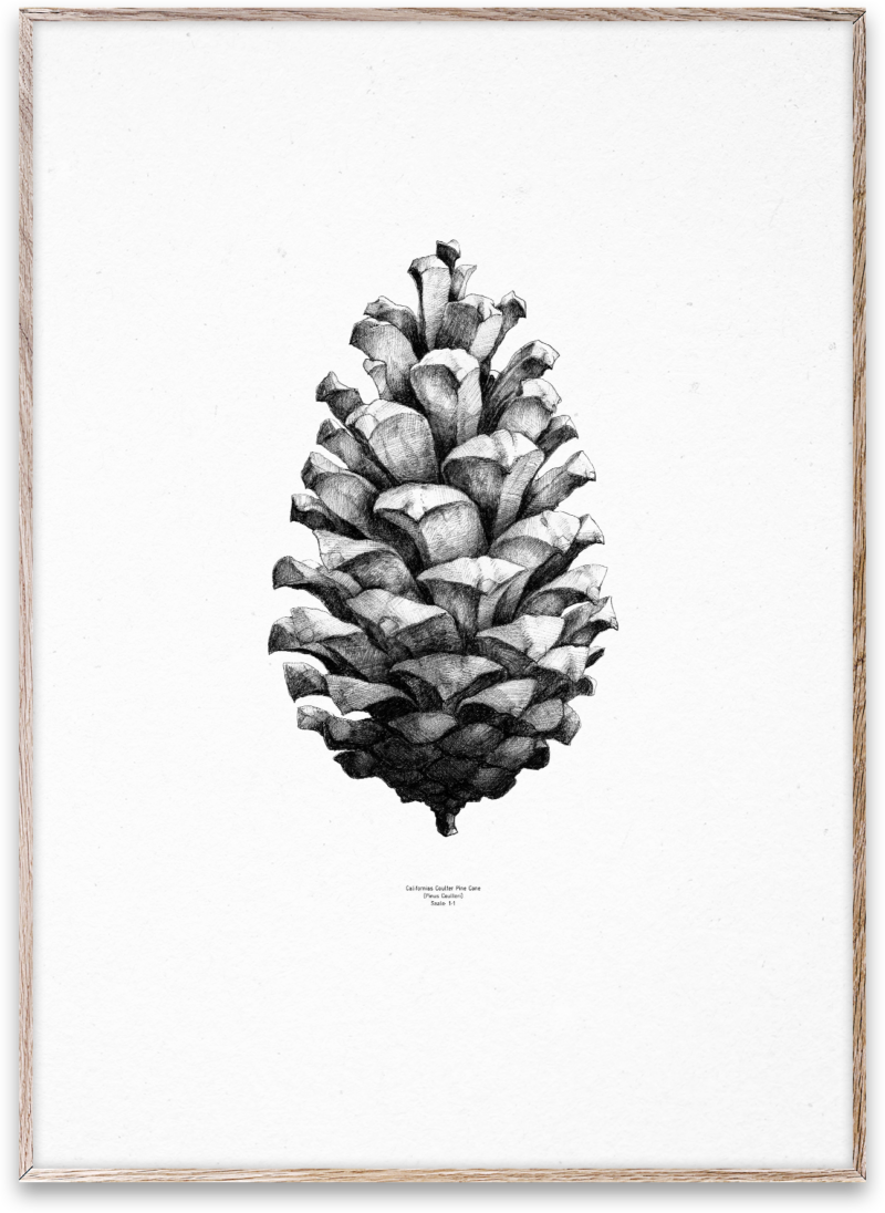 paper collective pine cone 5001